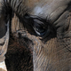 Illustration for article titled It Takes 24 Million Generations For a Mouse To Evolve Into an Elephant